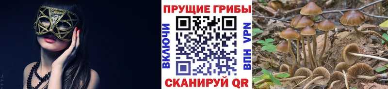 наркотики  Фролово  Галлюциногенные грибы мицелий 
